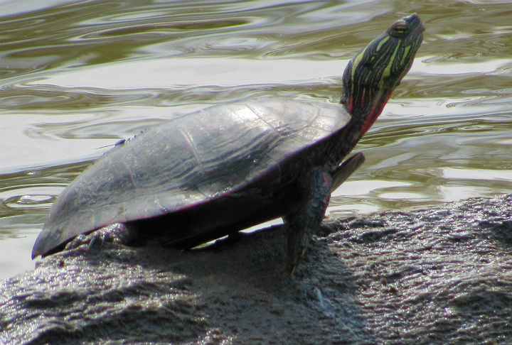 Midland Painted Turtle